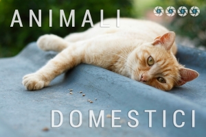 animali-domestici-base-01-scritta with Level-min