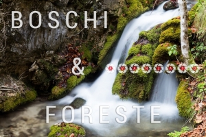boschi-e-foreste-avanzato-01-scritta with Level-min