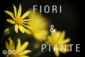 fiori-e-piante-base-01-scritta with Level-min